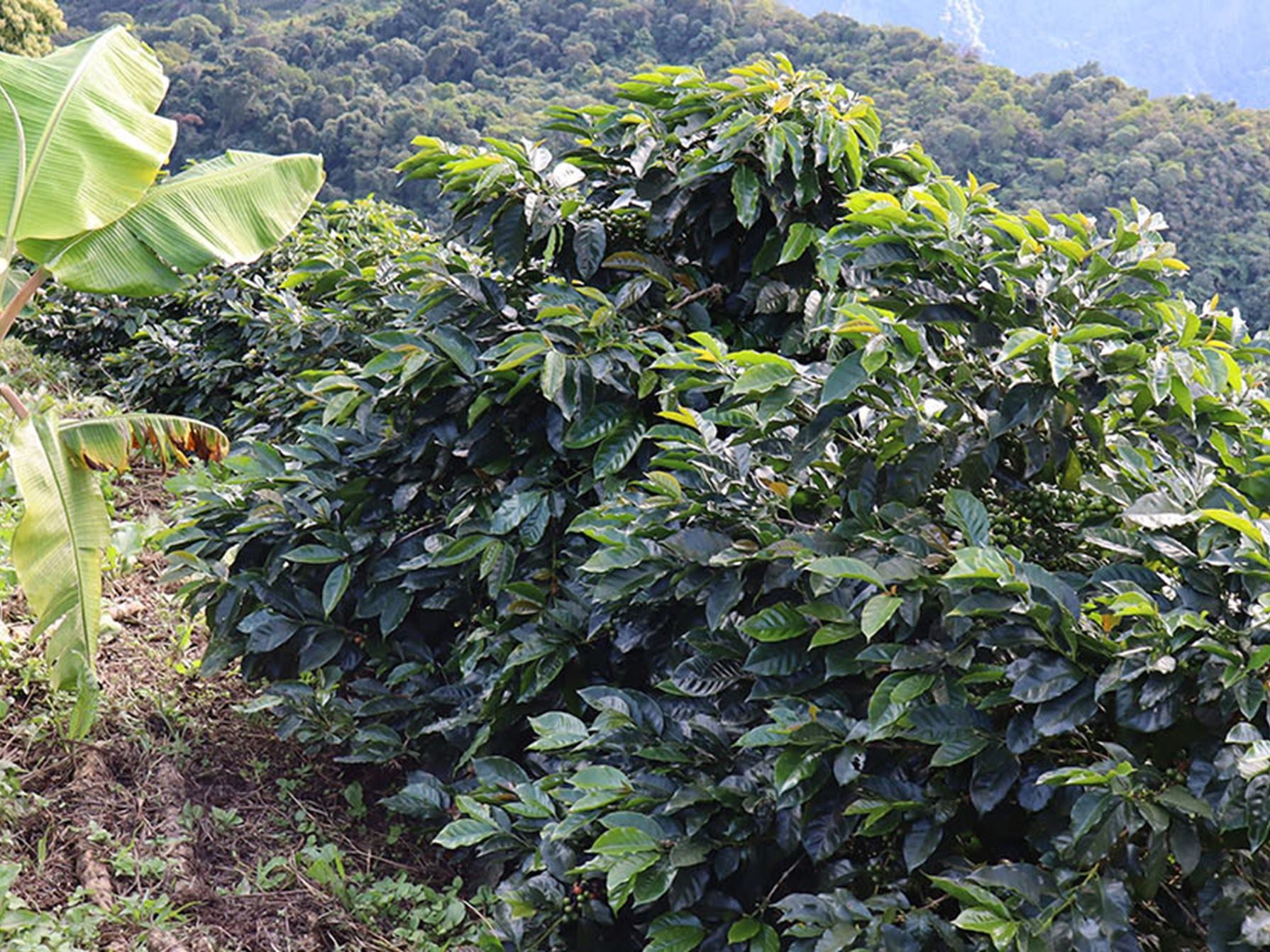 Tradición cafetera que une generaciones