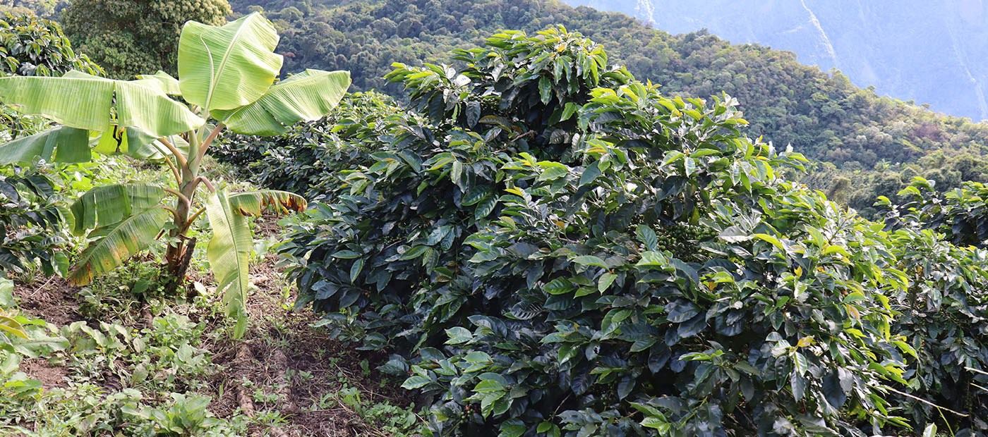 Tradición cafetera que une generaciones